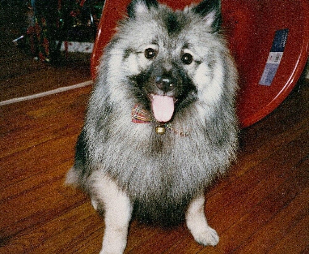 Keeshond