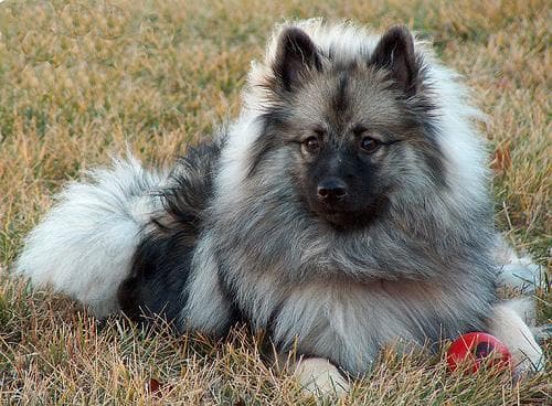 Keeshond
