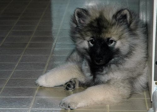 Keeshond