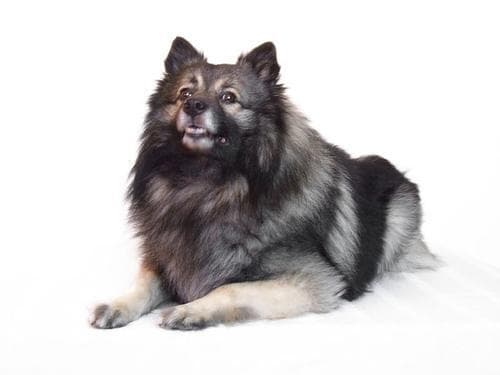 Keeshond