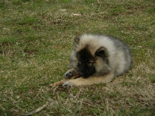 Keeshond
