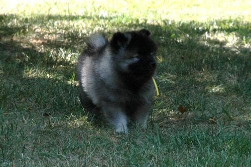 Keeshond
