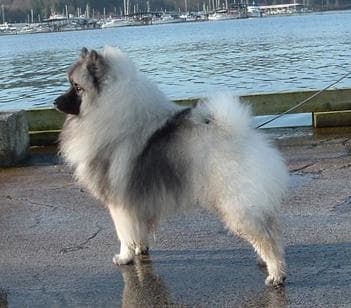 Keeshond