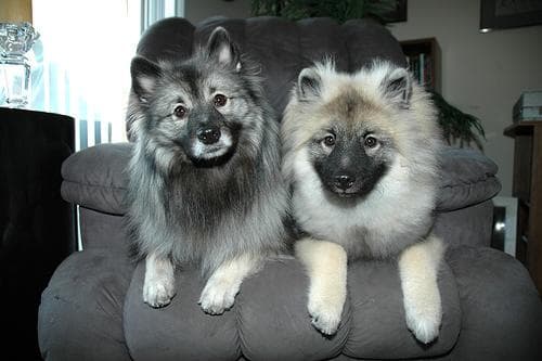 Keeshond