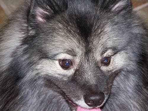 Keeshond
