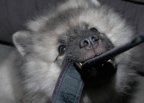 Keeshond