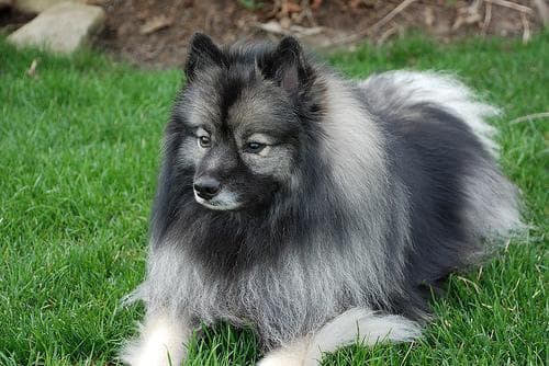 Keeshond