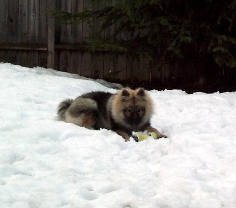 Keeshond