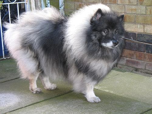 Keeshond