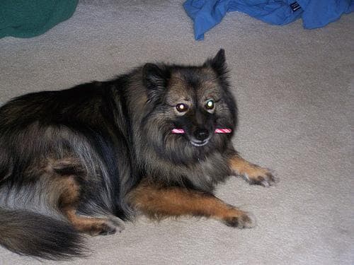 Keeshond