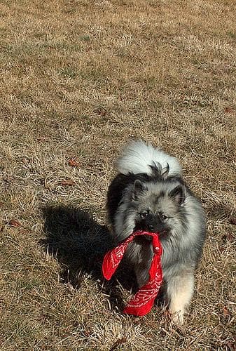 Keeshond