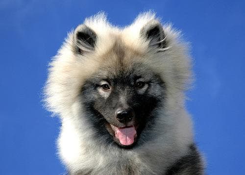Keeshond