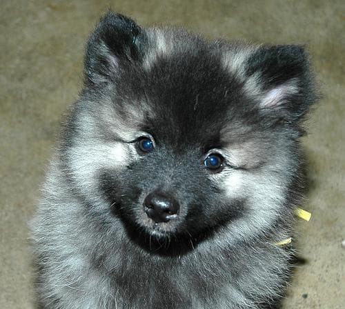 Keeshond