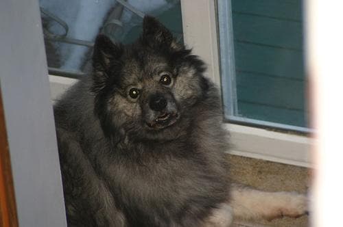 Keeshond