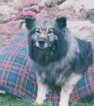 Keeshond