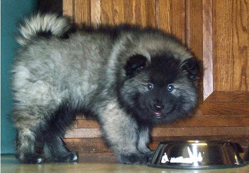 Keeshond
