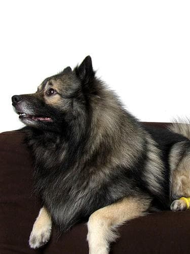 Keeshond