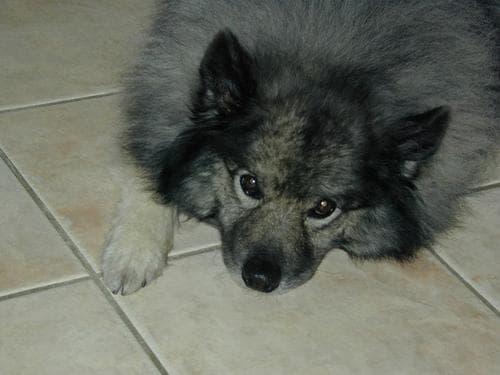 Keeshond