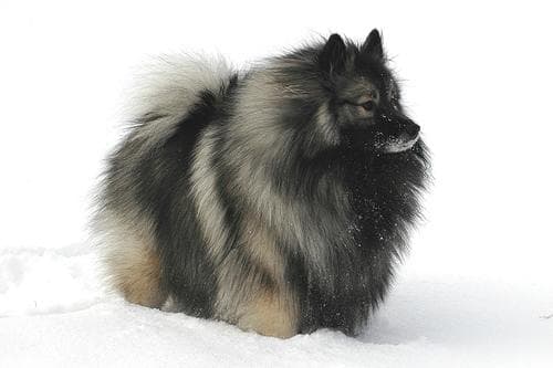 Keeshond