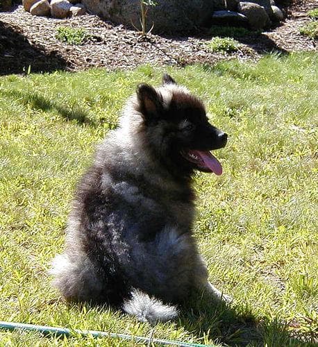 Keeshond