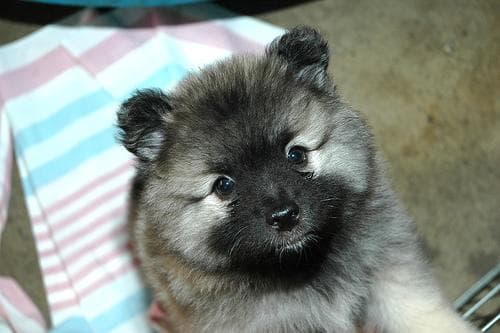Keeshond
