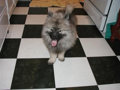Keeshond