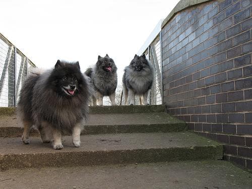 Keeshond