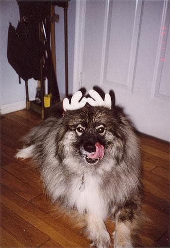 Keeshond