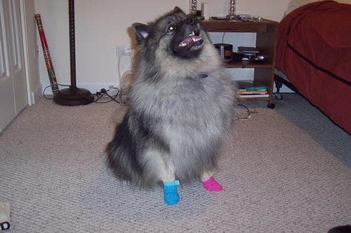 Keeshond