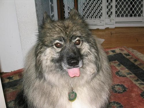 Keeshond