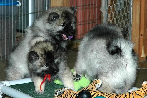 Keeshond