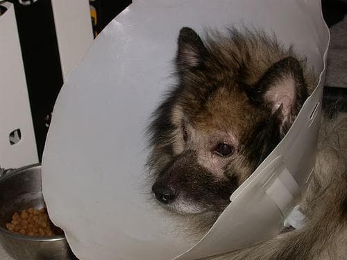 Keeshond