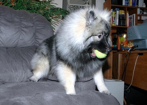 Keeshond