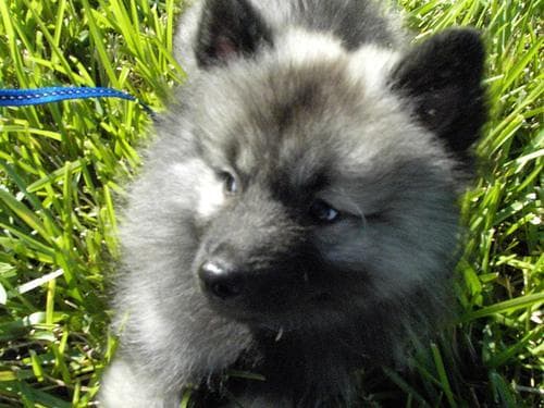 Keeshond