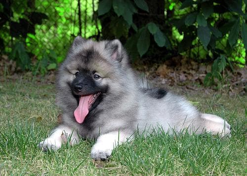 Keeshond