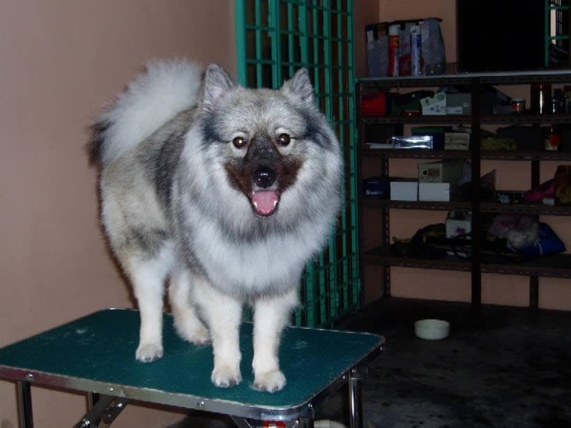 Keeshond