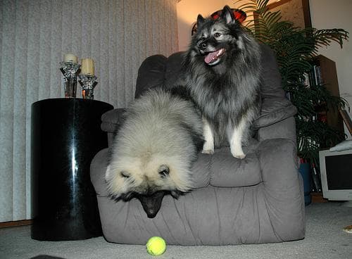 Keeshond