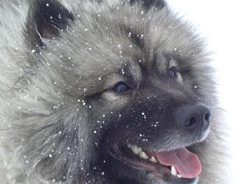 Keeshond