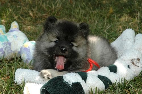 Keeshond