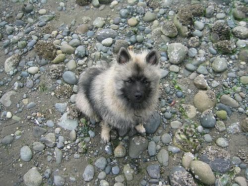 Keeshond