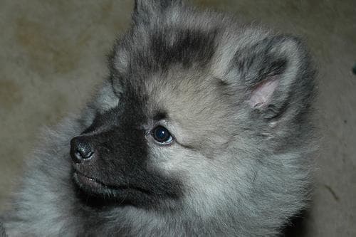 Keeshond