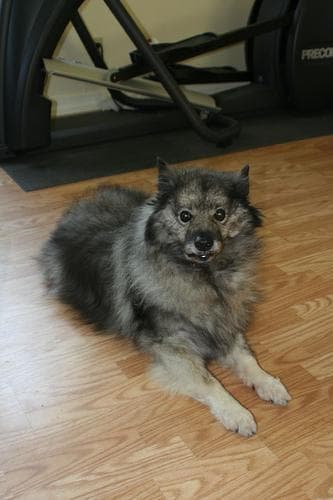 Keeshond