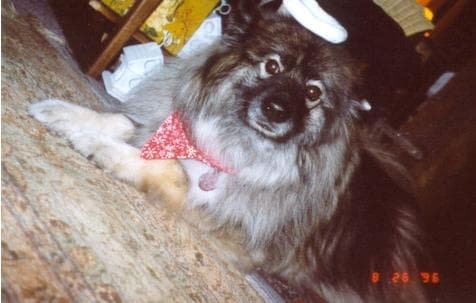 Keeshond