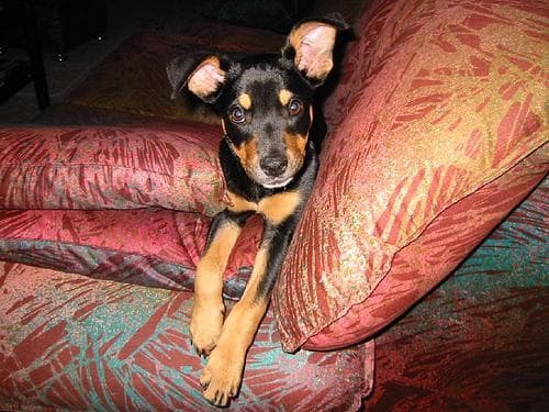 Kelpie