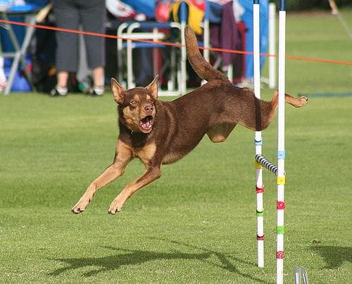 Kelpie