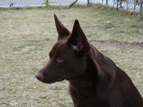 Kelpie