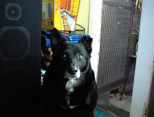 Kelpie