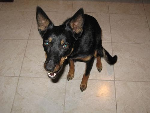 Kelpie