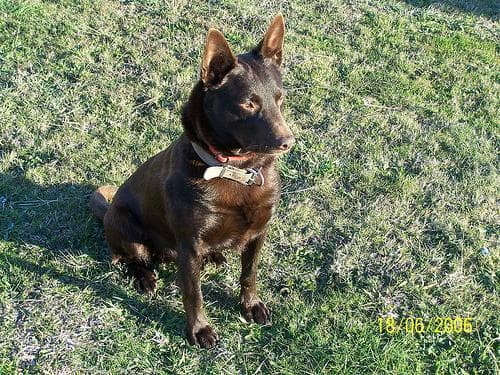 Kelpie