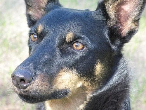 Kelpie